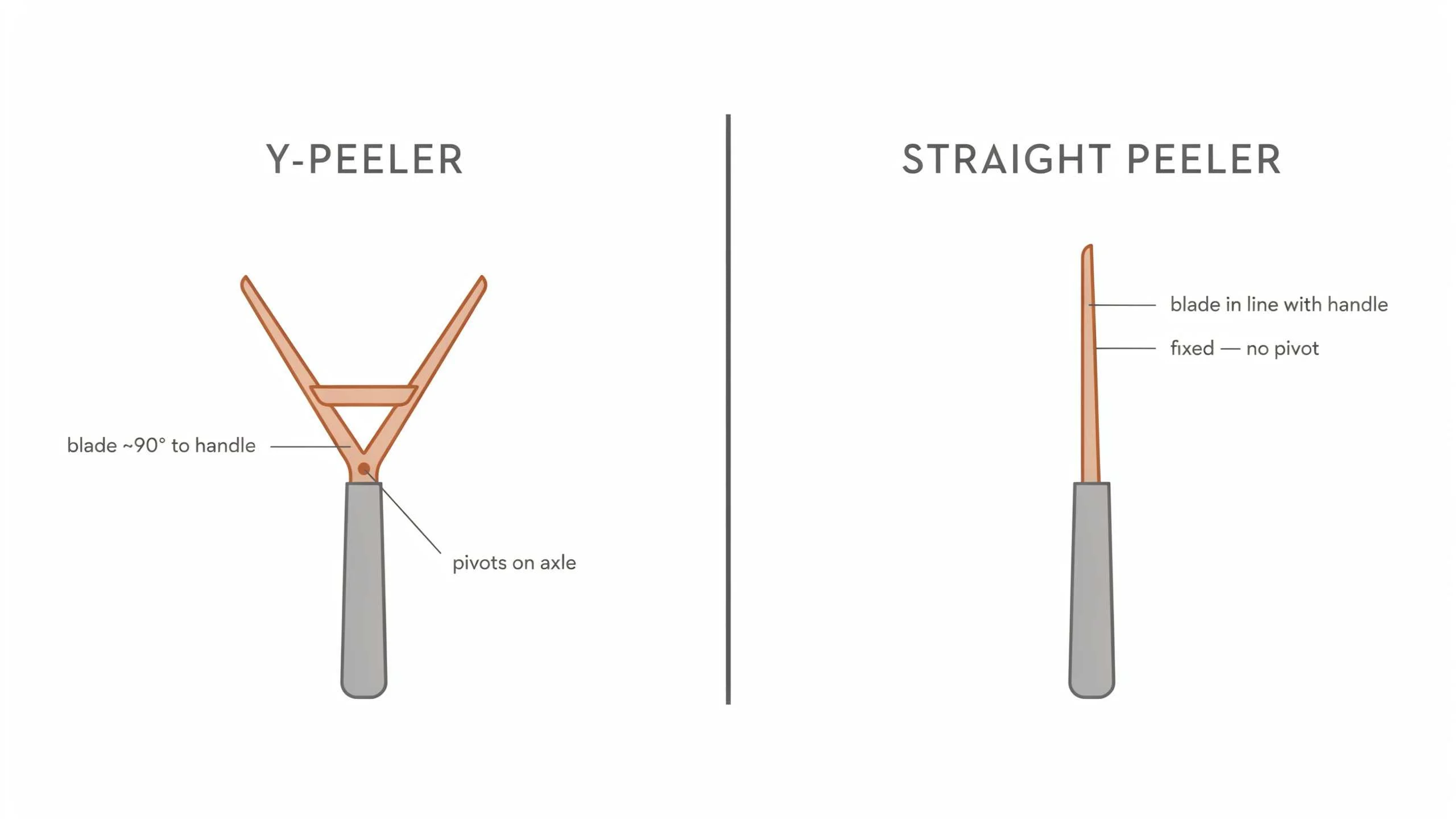 Y peeler vs straight peeler side by side on a countertop, one with curled potato peel and one with a long apple peel.